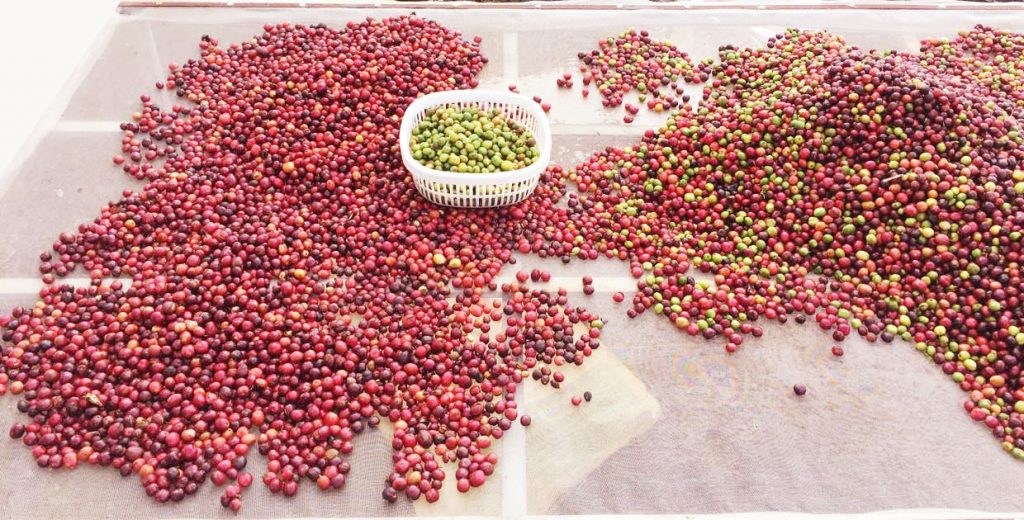 Quy trình sản xuất cà phê chất lượng cao tại Ritachi Coffee - Phần nguyên liệu