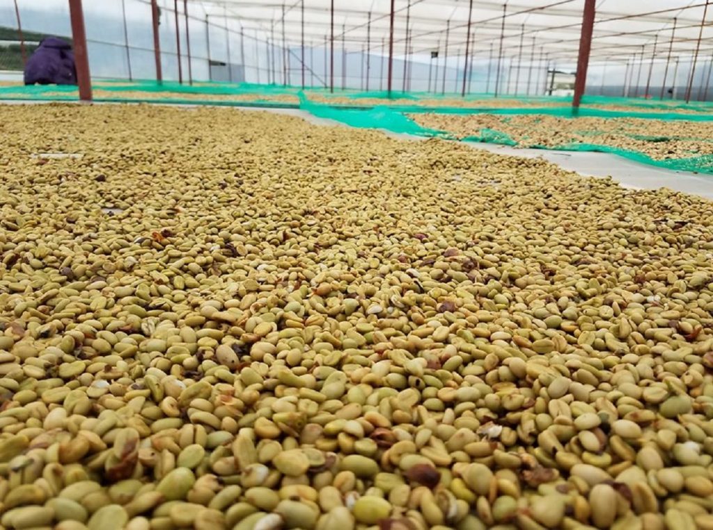 Cà phê Arabica Cầu Đất Đà Lạt thu hoạch từ nông trại
