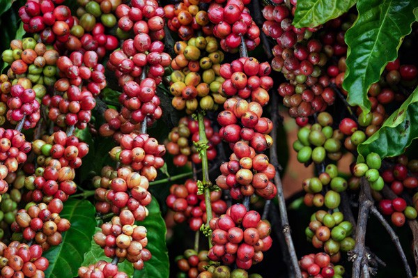 Cà phê đặc sản Việt nam - Hướng đi phát triển mới cho ngành cà phê Việt nam