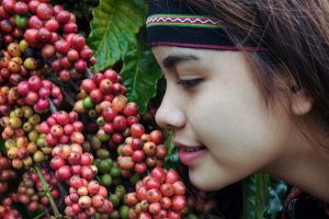 Phát triển cà phê đặc sản Việt Nam – hướng đi mới!