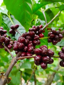 6 Lợi ích của cà phê lên men trái chín Ritachi Coffee