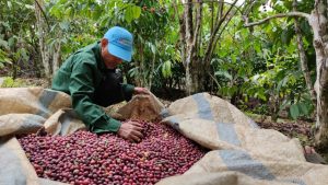 Tuyển chọn cà phê trái chín tại nông trại
