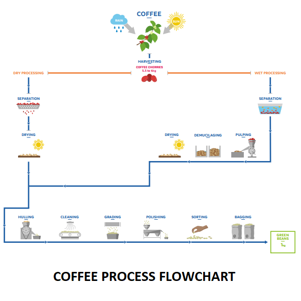 Tiêu chuẩn cà phê xuất khẩu - Quy trình sản xuất cà phê nhân xuất khẩu tại Nhà máy