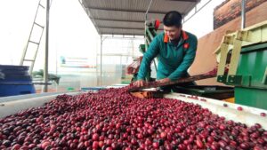 Fine Robusta - Từ khái niệm đến thực tiễn