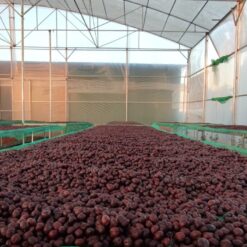 Anaerobic Natural Fermentation - Fine Robusta -The Coffee Farmer