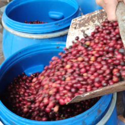 Cà phê chín cây lên men Ritachi - Công đoạn ủ lên men
