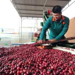 Cà phê chín cây lên men Ritachi Coffee tuyển chọn 100% trái chín