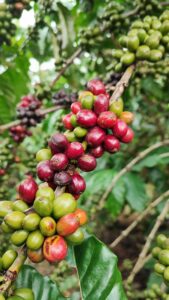 Hạt Cafe Arabica: Hương Vị Đậm Đà và Lịch Sử Lâu Đời