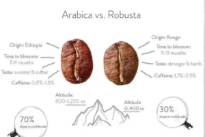 Phân Biệt Cà Phê Robusta và Arabica