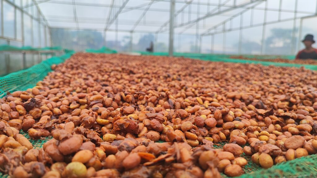 Phương pháp chế biến cà phê